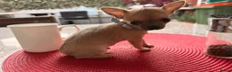 Chihuahua dogs for sale: For sale  in London - Advert 4