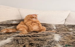 Siberian cats for sale: 2 1/2 year old Gorgeous Ginger Siberian Cross - Image 4