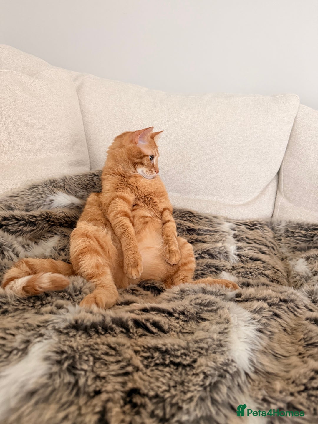 Siberian cats for sale: 2 1/2 year old Gorgeous Ginger Siberian Cross - Image 4