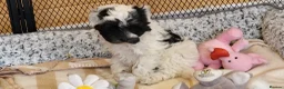 Yorkiepoo dogs for sale: Yorkiepoos 2 Stunning Boys  from Licensed Breeder  - Advert 5
