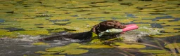 Labrador Retriever dogs for stud: Proven Fully Health Tested Working Chocolate Lab - Advert 1