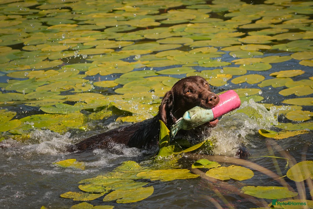 Labrador Retriever dogs for stud: Proven Fully Health Tested Working Chocolate Lab - Advert 1