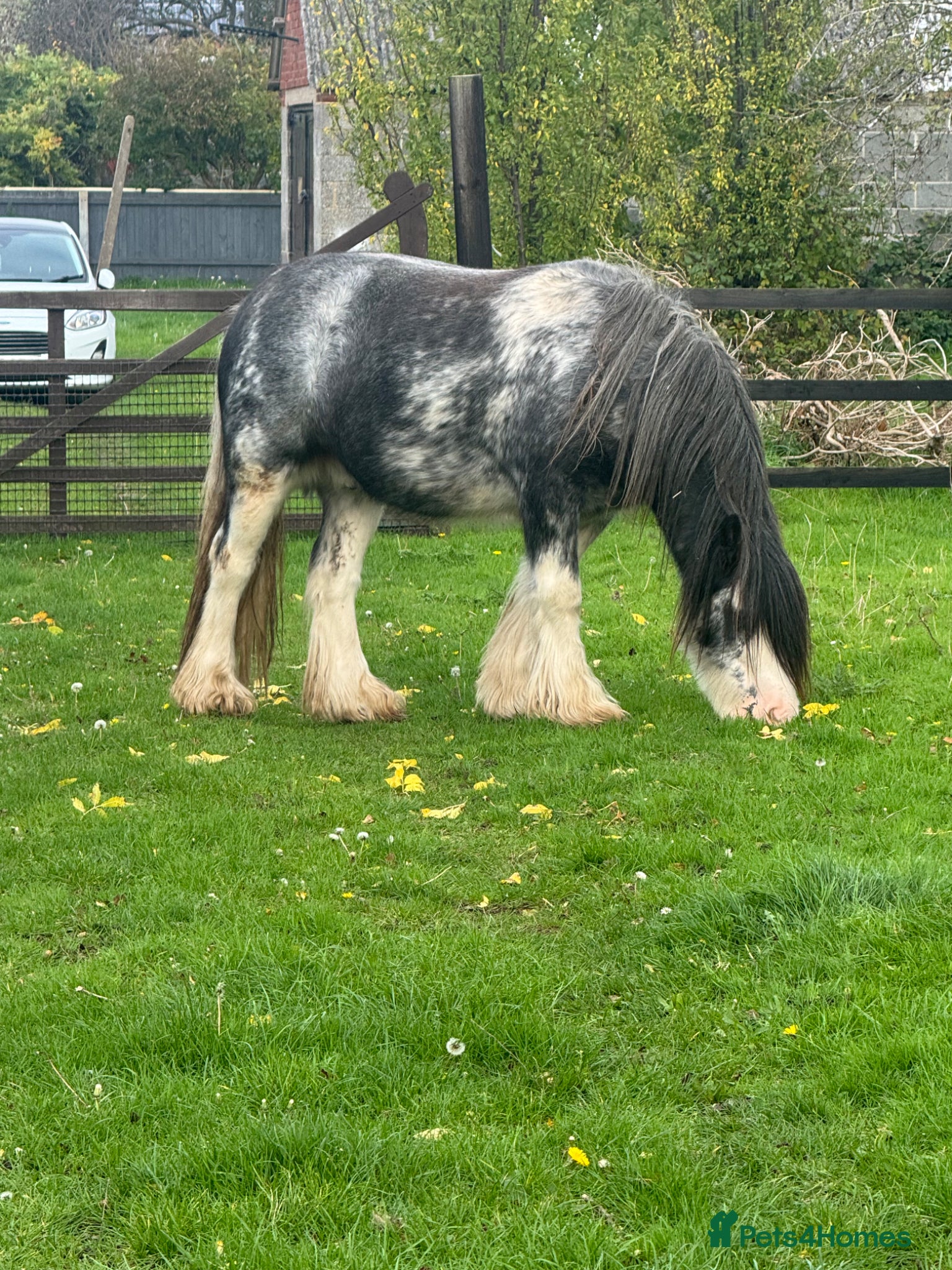 Irish Cob horses for sale: Norman  - Advert 2