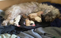 Mixed Breed dogs for sale: 2nd generation Yorkichons - Image 16