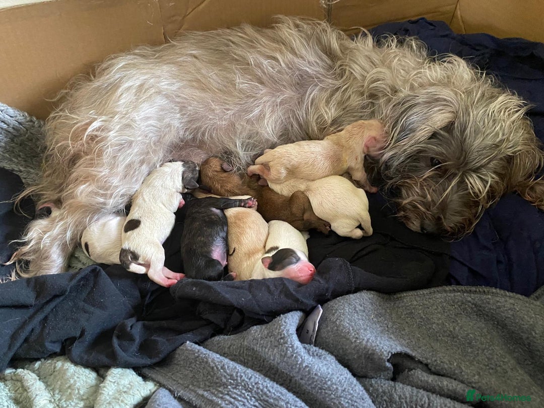 Mixed Breed dogs for sale: 2nd generation Yorkichons - Image 16