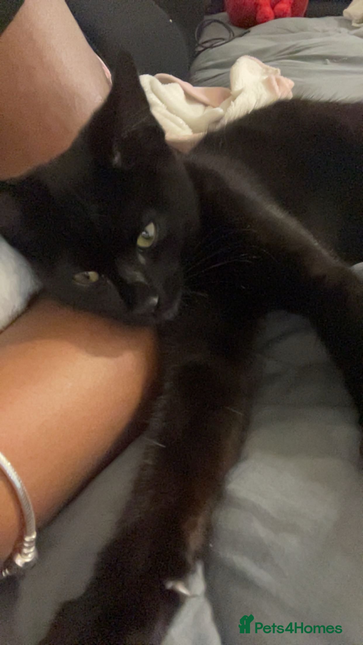 Domestic Shorthair cats ONYX — 3 Month Old Kitten - Advert 15