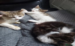 Domestic Shorthair cats for sale: Adorable Kittens Looking for Loving Homes! - Image 5