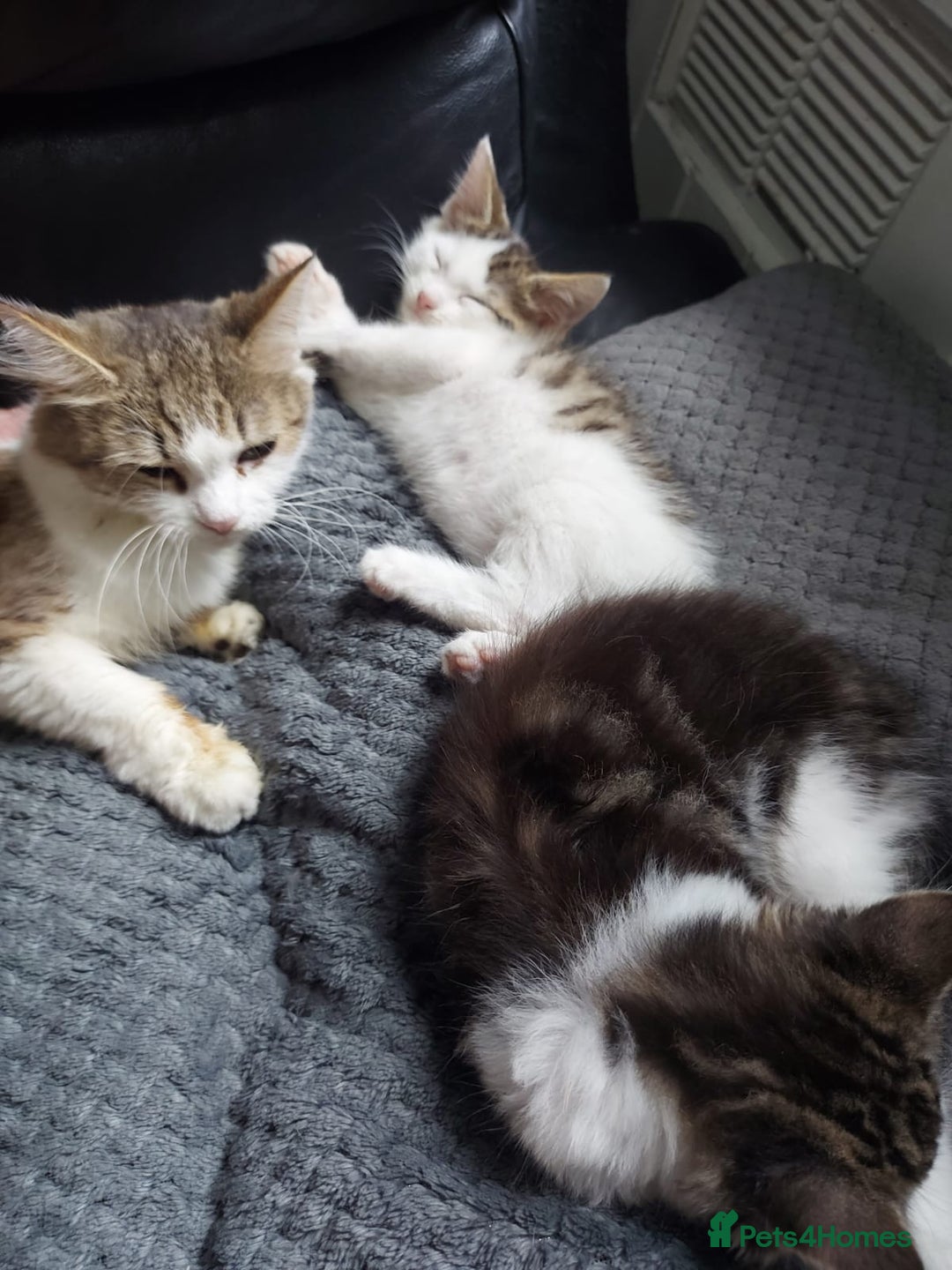 Domestic Shorthair cats for sale: Adorable Kittens Looking for Loving Homes! - Image 5