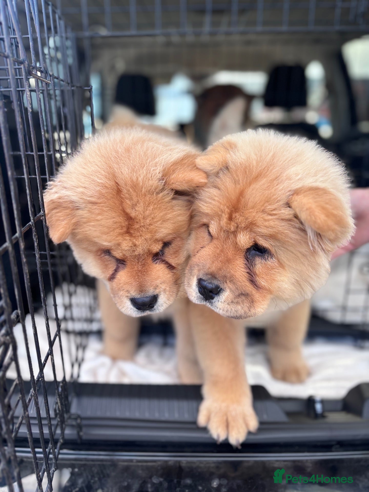 Chow Chow dogs Lsst Female chow chow puppy of litter  - Advert 18
