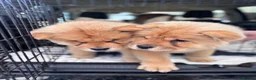 Chow Chow dogs for sale: Lsst Female chow chow puppy of litter  in Barnsley - Advert 1