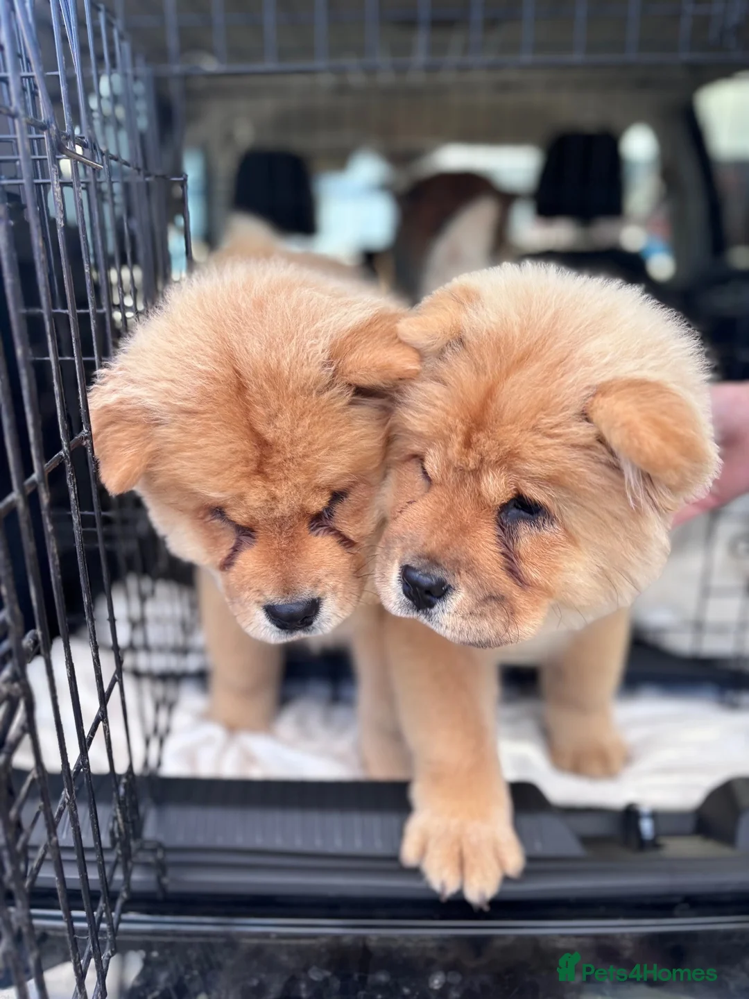 Chow Chow dogs for sale: Lsst Female chow chow puppy of litter  in Barnsley - Advert 1