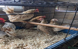 Chickens poultry for sale: Tiny Seramas Bantams,Adults & Youngsters. - Image 18
