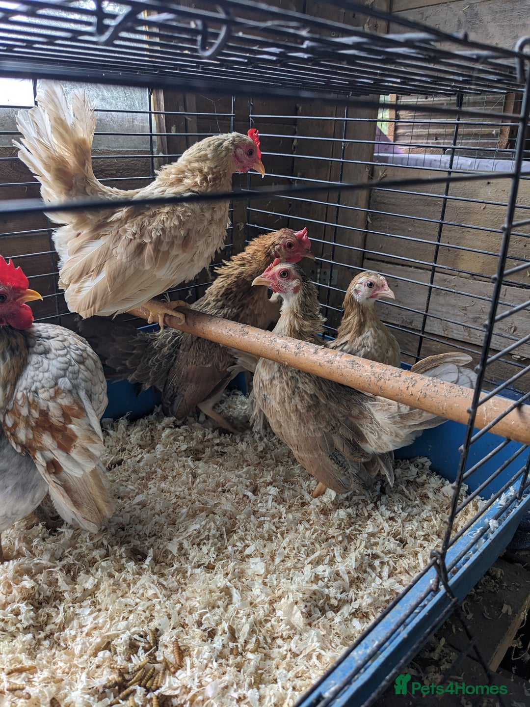 Chickens poultry for sale: Tiny Seramas Bantams,Adults & Youngsters. - Image 18