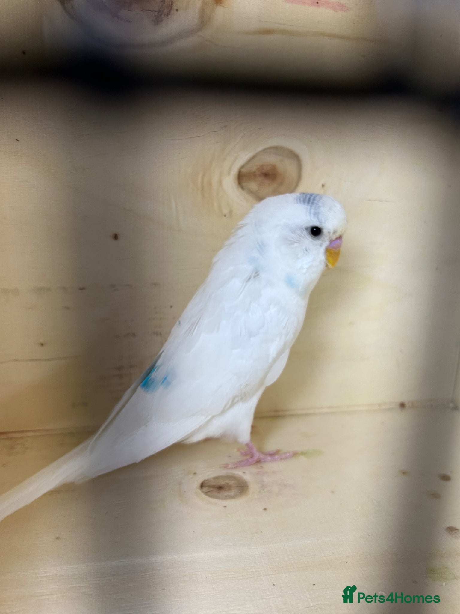 Budgerigars birds Female budgies  - Advert 2