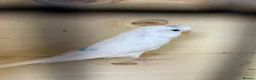 Budgerigars birds for sale: Female budgies  - Advert 1