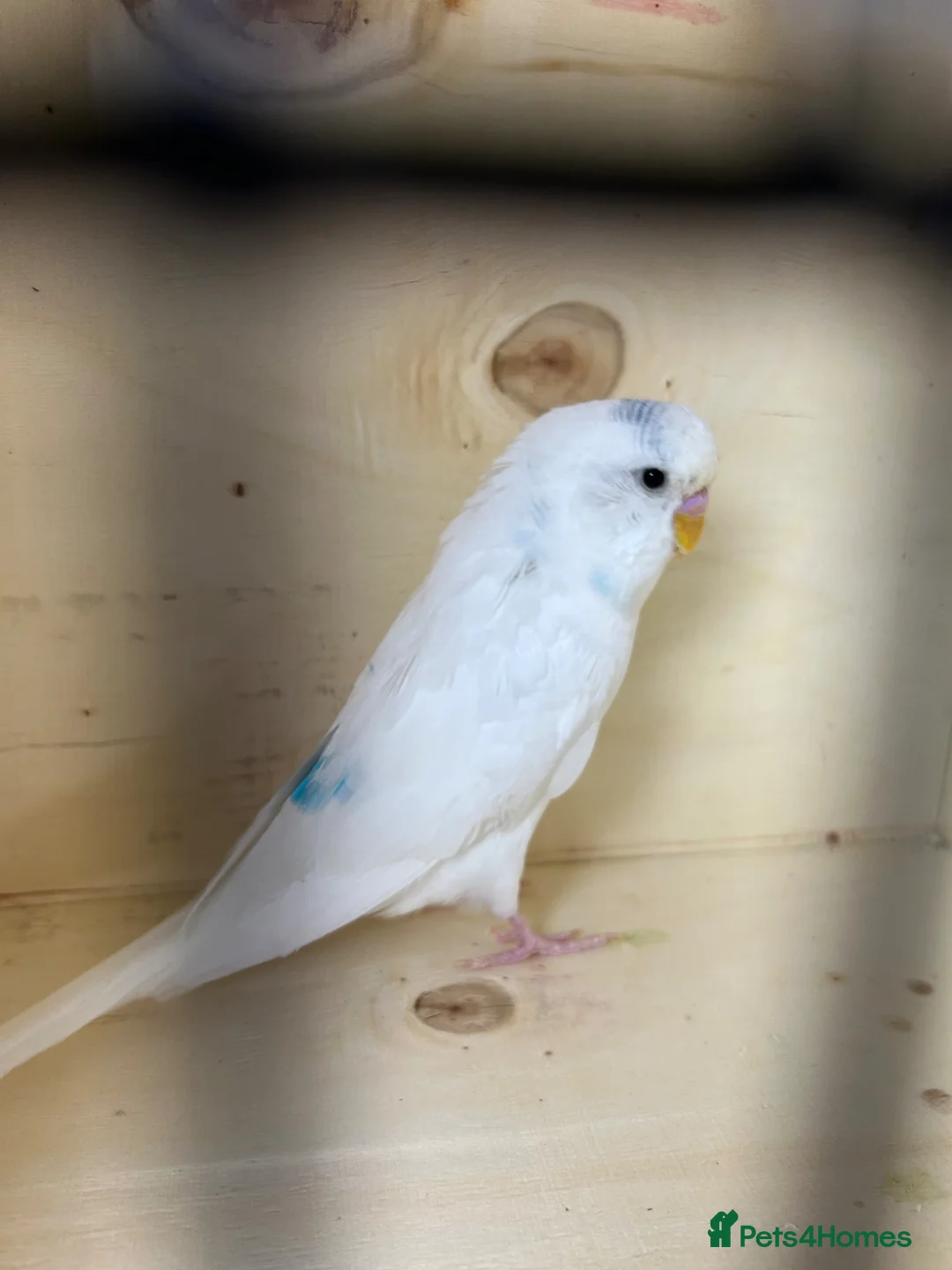 Budgerigars birds for sale: Female budgies  - Advert 1