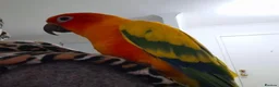 Conures birds for sale: Jenday Conure rehoming in Sheffield - Advert 1