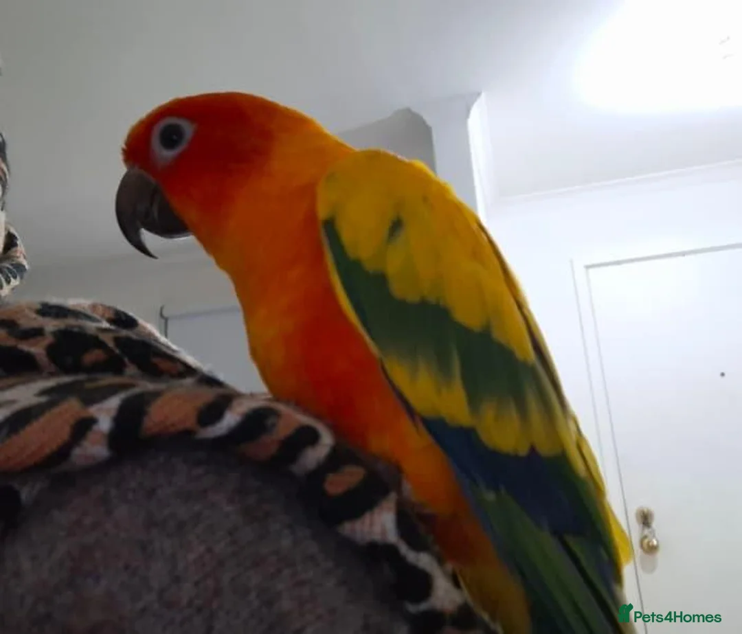 Conures birds for sale: Jenday Conure rehoming in Sheffield - Advert 1