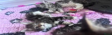 Maine Coon Kitten 4 Nimeria
