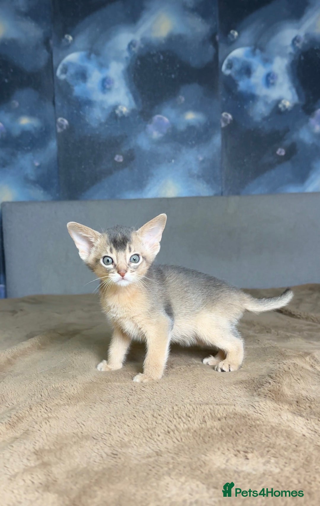 Abyssinian cats for sale: 💙 Two Blue Male Abyssinian Kittens Available 💙 - Advert 8