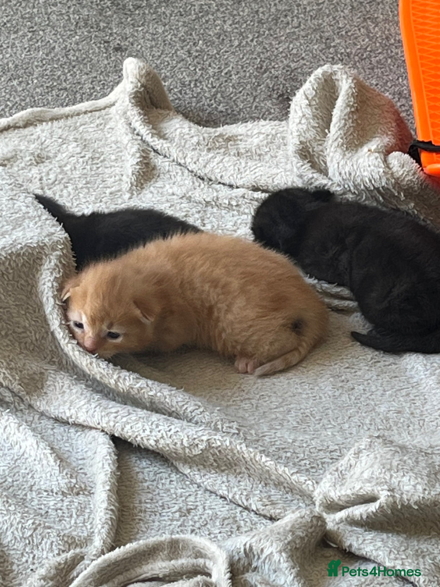 Mixed Breed cats for sale: Mainecoon Mixed Breed Kittens  - Advert 5