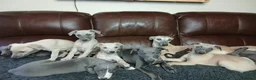 Whippet dogs for sale: High Quality Whippet pups Crufts - Advert 35