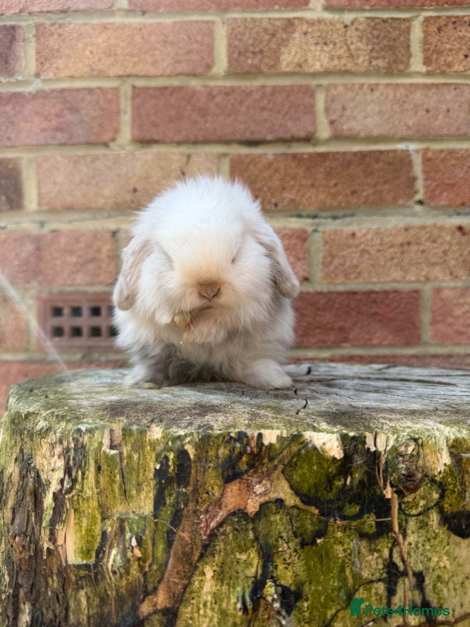 Mini Lop rabbits Mini lop sibling kits RTL 20/05 - Advert 1
