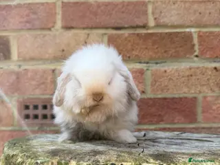 Mini Lop rabbits Mini lop sibling kits RTL 20/05 - Advert 1