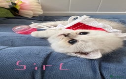 Scottish Fold cats for sale: Scottish Straight Girl  - Image 18