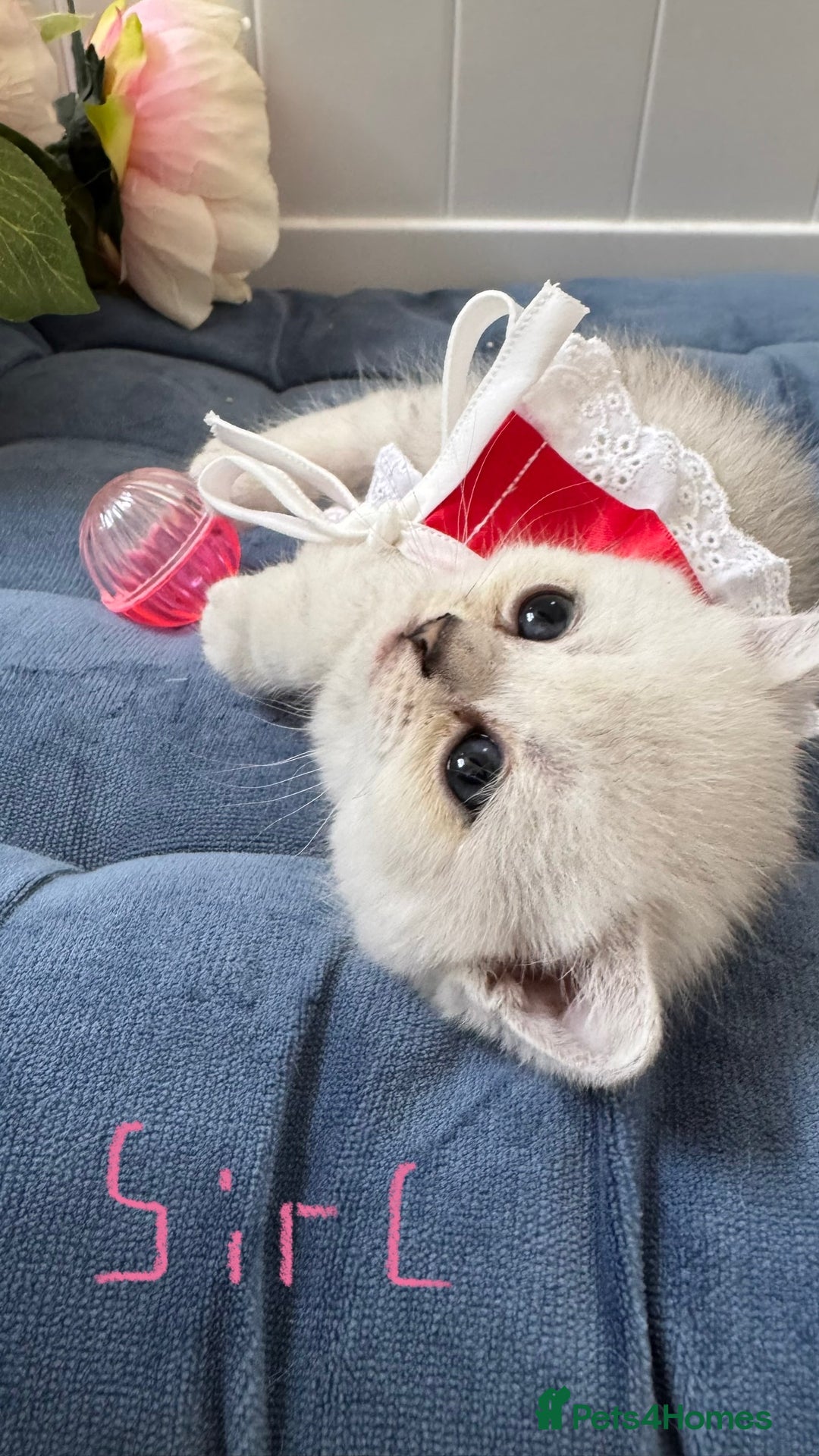 Scottish Fold cats for sale: Scottish Straight Girl  - Image 18