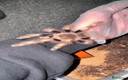 Tarantulas invertebrates for sale: 4 Tarantulas for sale!  - Image 2