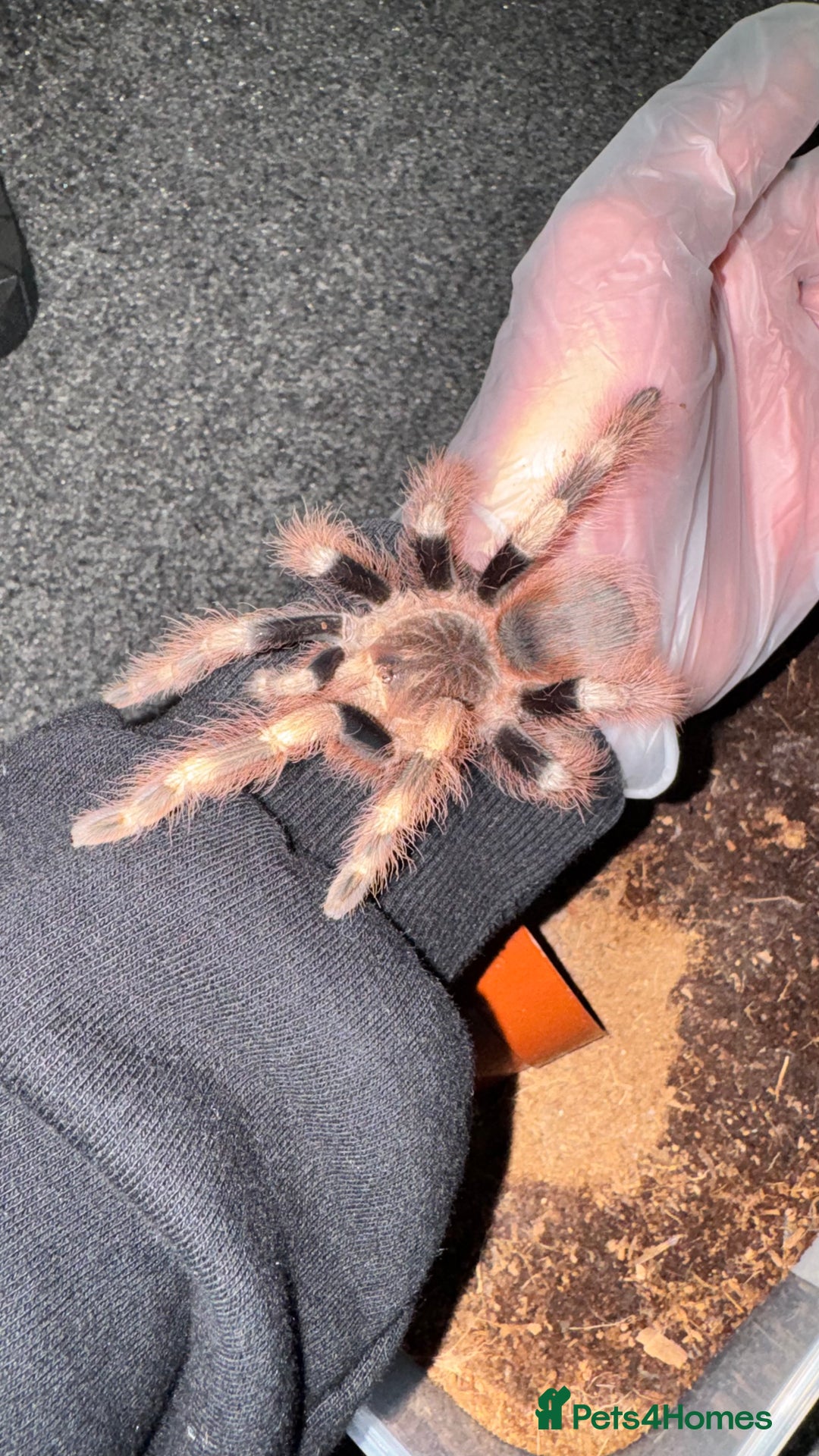 Tarantulas invertebrates for sale: 4 Tarantulas for sale!  - Image 2