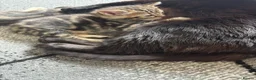 Mixed Breed cats for sale: Beautiful girl kitten for sale  - Advert 3