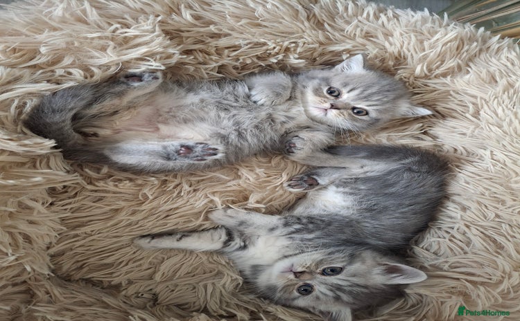 Mixed Breed cats - Advert 12