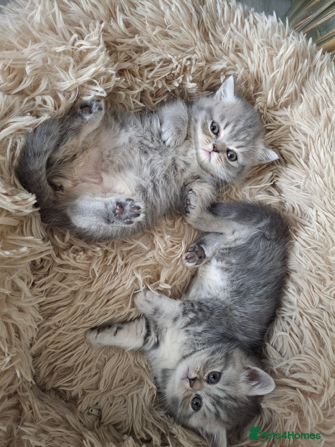 Mixed Breed cats for sale: Beautiful Persian/Exotic kittens ready now! 💫 - Image 1
