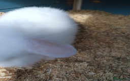 Mixed Breed rabbits for sale: Baby rabbits  - Image 5