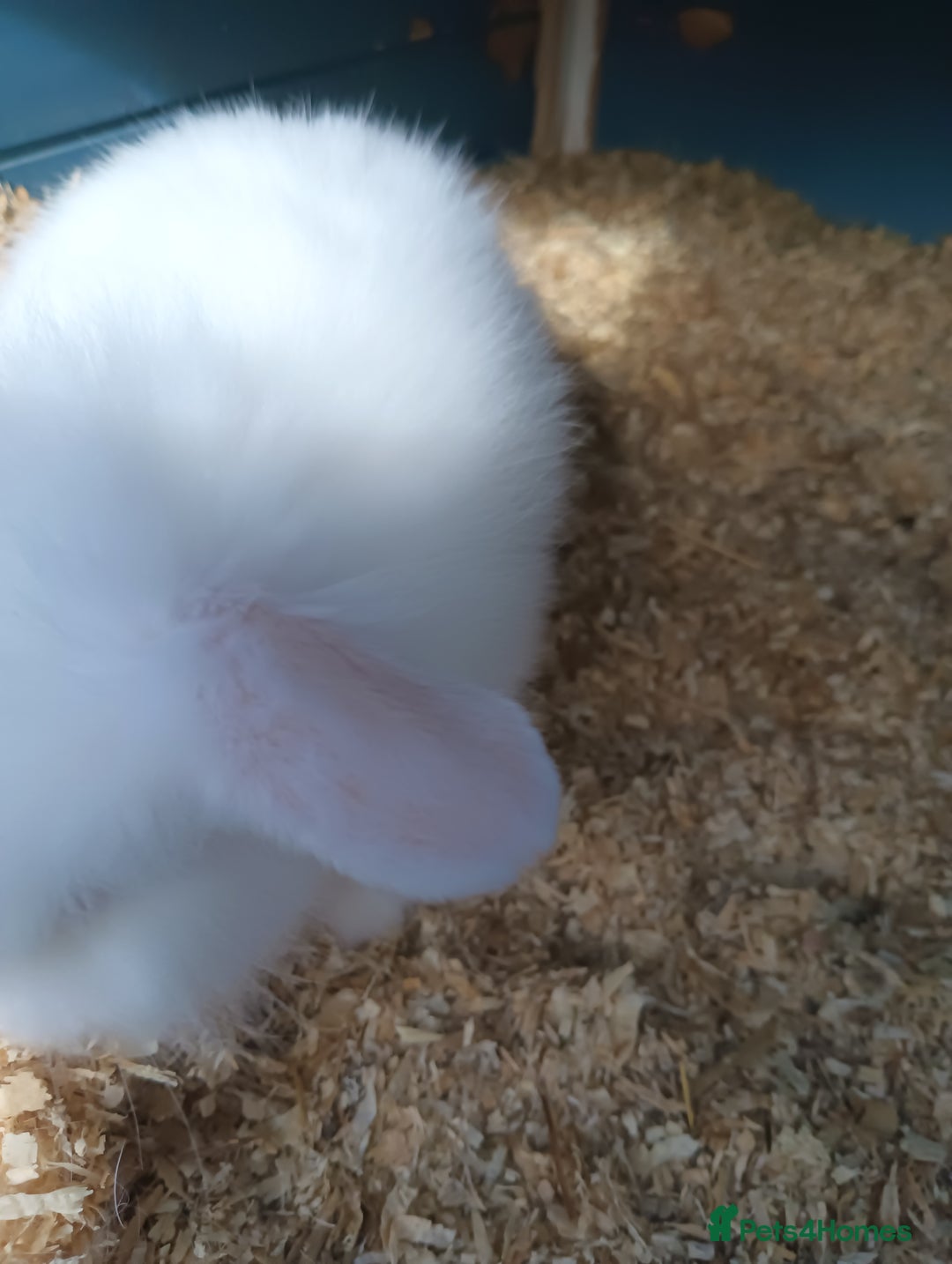 Mixed Breed rabbits for sale: Baby rabbits  - Image 5