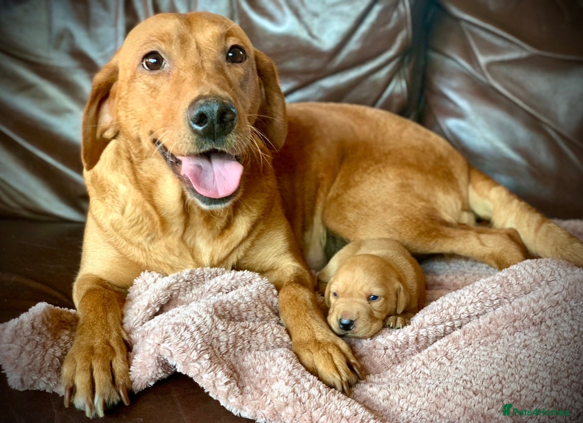 Labrador Retriever dogs KC registered litter one black dog left available  - Advert 9