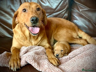 Labrador Retriever dogs - Advert 8