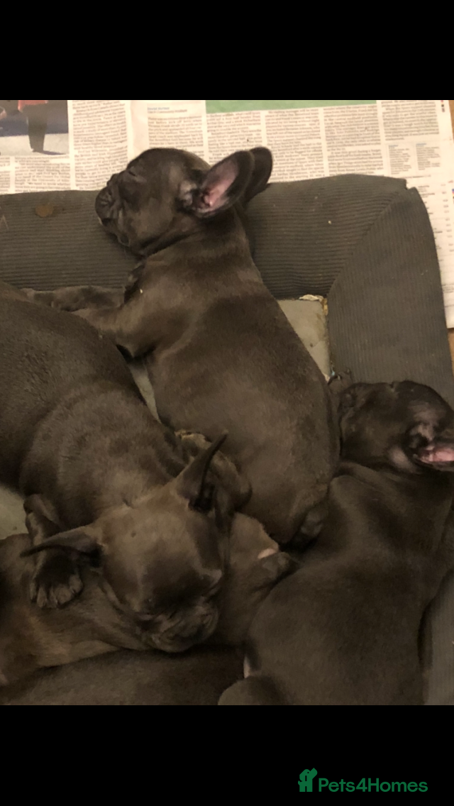 French Bulldog dogs QUALITY SOLID BLUE FRENCH BULLDOG PUPPIES  - Advert 11