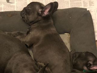 French Bulldog dogs QUALITY SOLID BLUE FRENCH BULLDOG PUPPIES - Advert 11