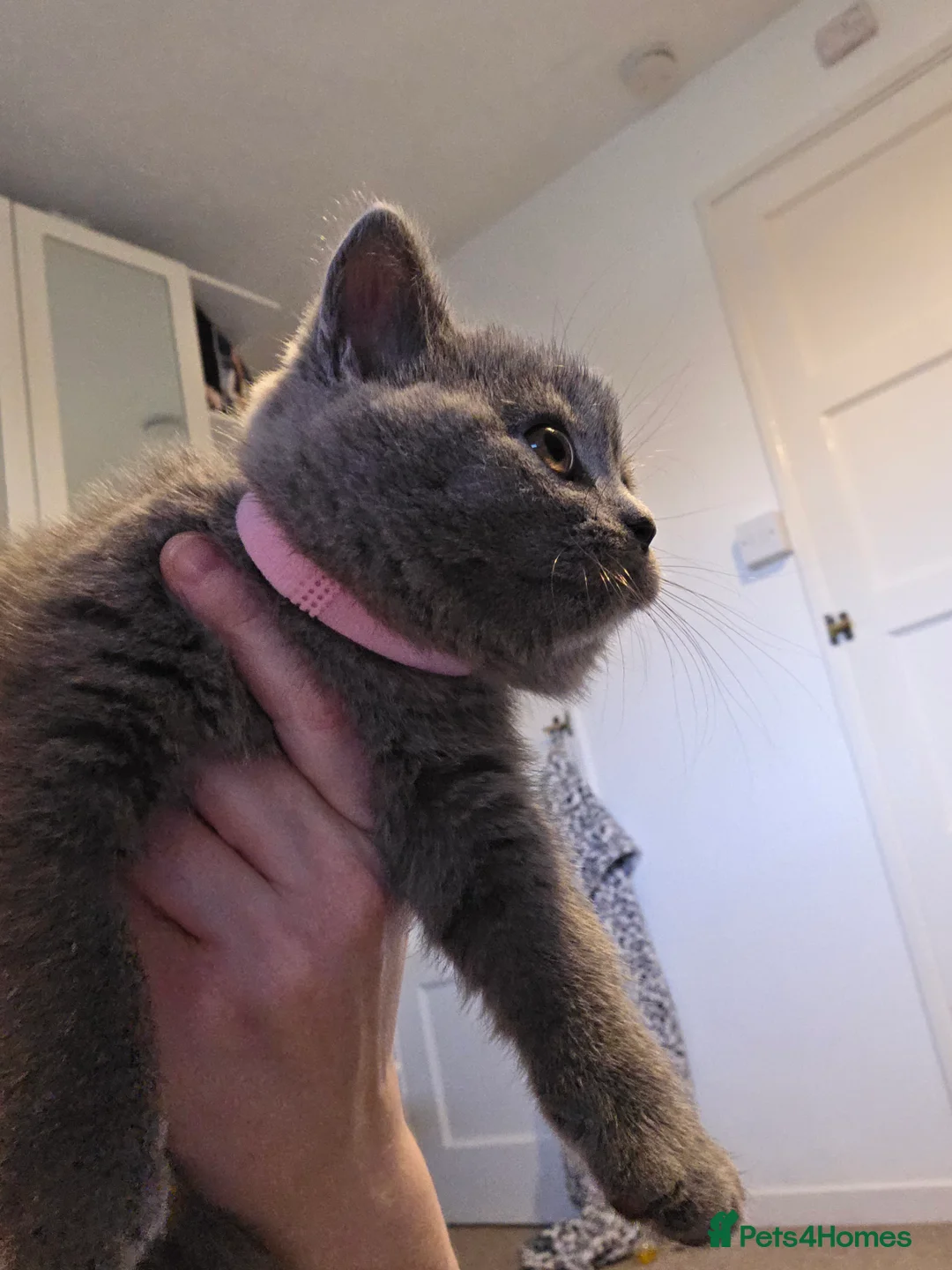 British Shorthair cats for sale: 🐱BRITISH SHORTHAIR🐱 - Advert 14