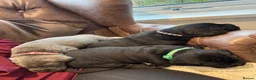 Cane Corso dogs for sale: Cane corso  - Advert 2