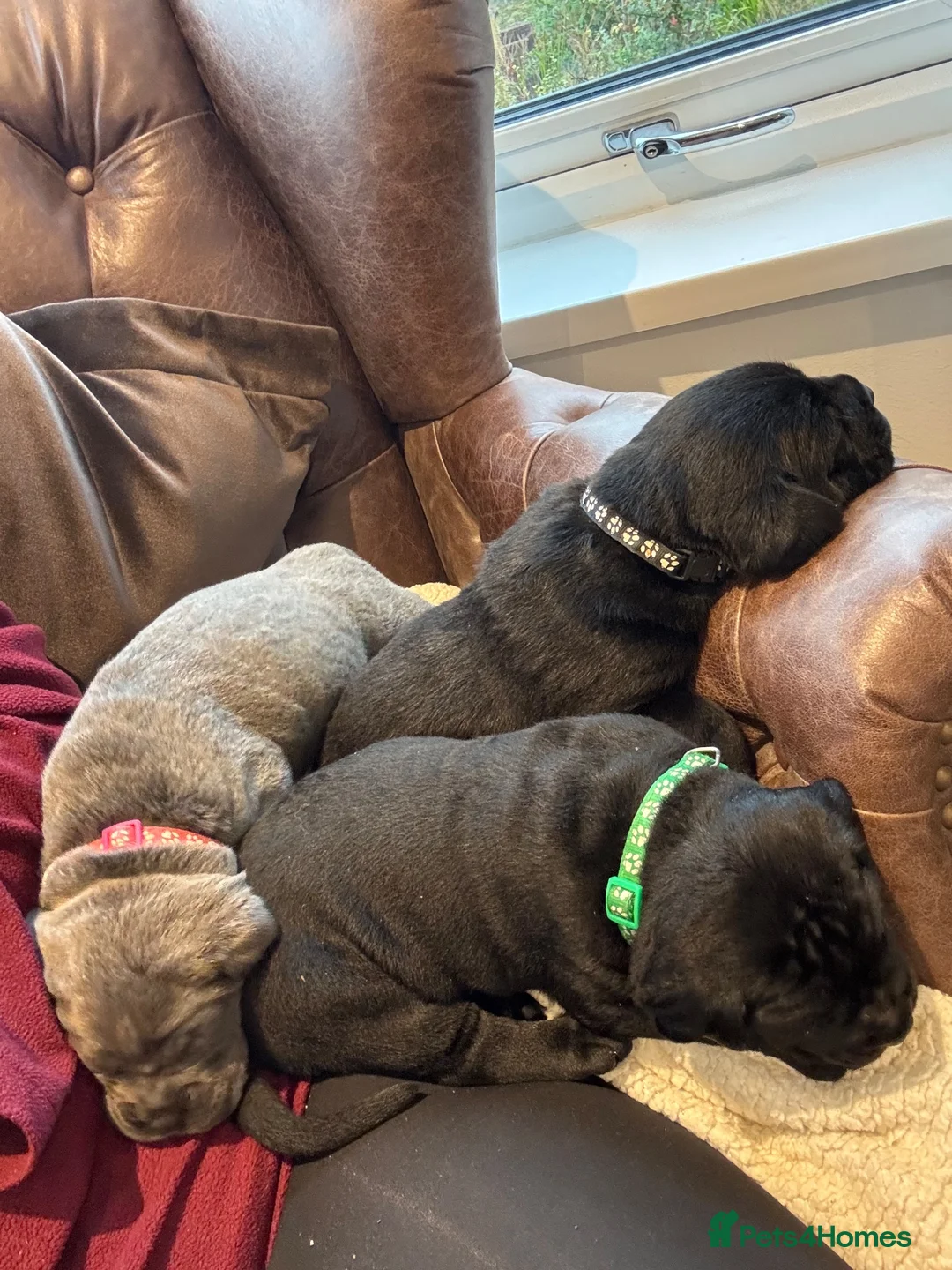Cane Corso dogs for sale: Cane corso  - Advert 2