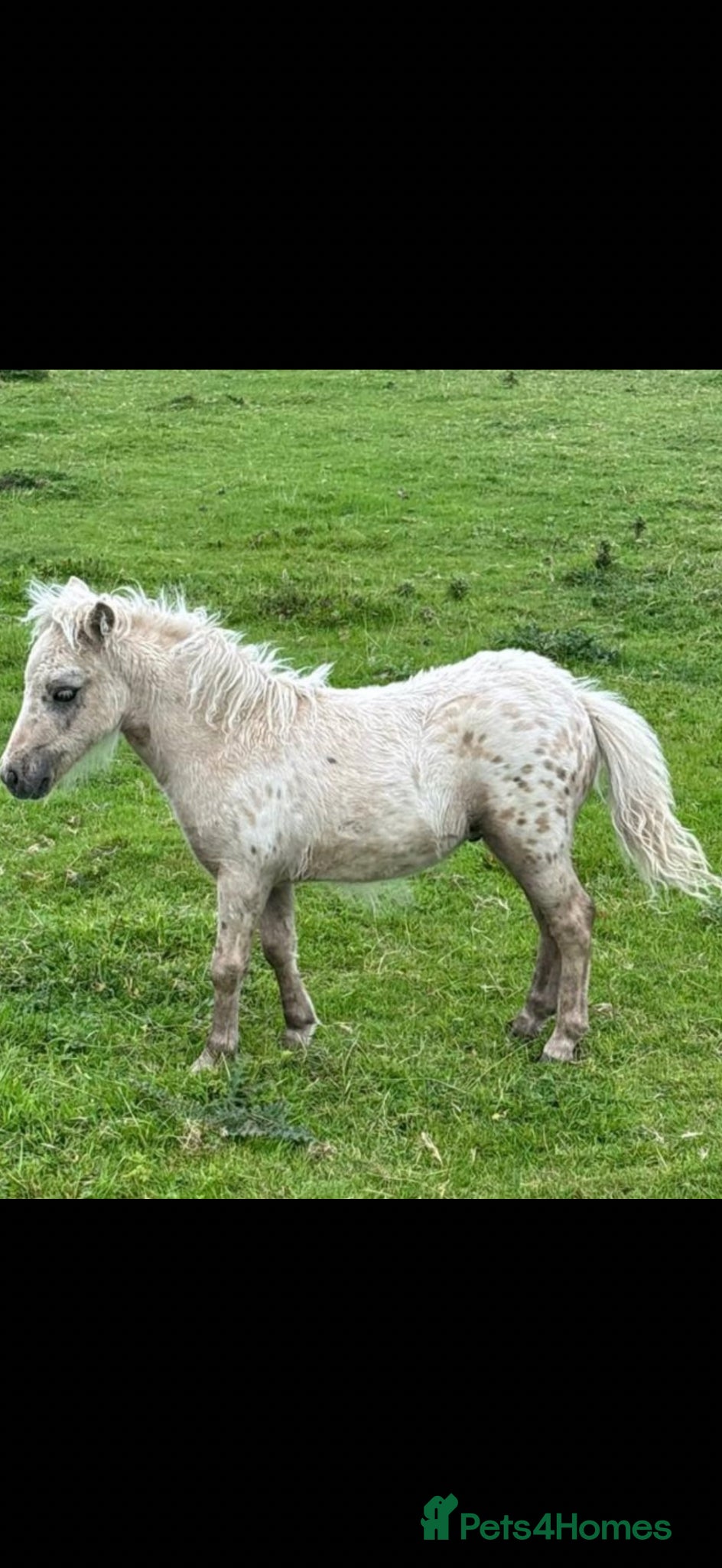 Shetland pony horses British spotted palomino colt  - Advert 1