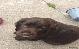 Cocker Spaniel dogs for sale: Working Cocker Spaniels  - Image 6