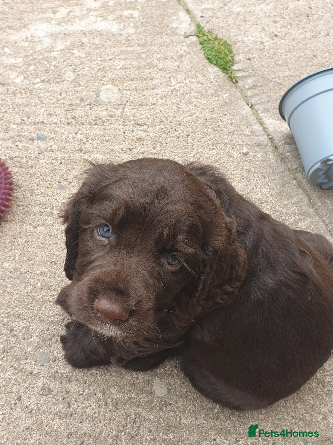Cocker Spaniel dogs for sale: Working Cocker Spaniels  - Image 6