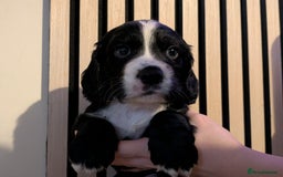 Cocker Spaniel dogs for sale: 🐾KC Reg- Working Cocker Spaniel DNA Tested 🧬 - Image 26