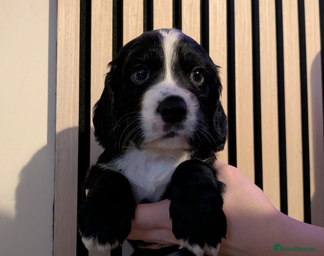 Cocker Spaniel dogs for sale: 🐾KC Reg- Working Cocker Spaniel DNA Tested 🧬 - Image 26