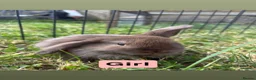 Mini Lop rabbits for sale: Adorable Mini Lop babies - Advert 5